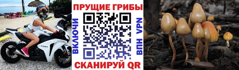 Псилоцибиновые грибы Cubensis  как найти закладки  Гагарин 